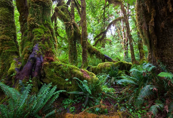 Bosque lluvioso — Foto de Stock