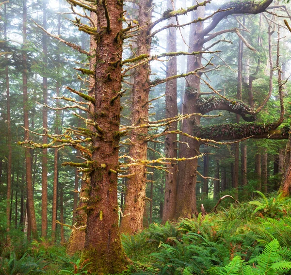Deštný prales — Stock fotografie