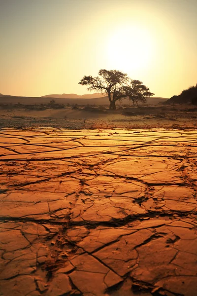 Droogte — Stockfoto