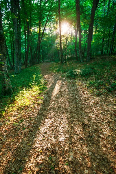 Floresta Primavera — Fotografia de Stock