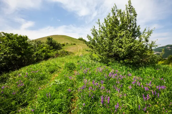 Pradera de primavera —  Fotos de Stock