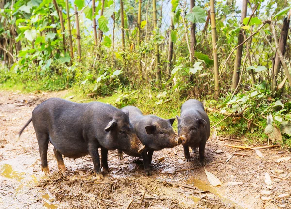 Vietnamesisches Schwein — Stockfoto