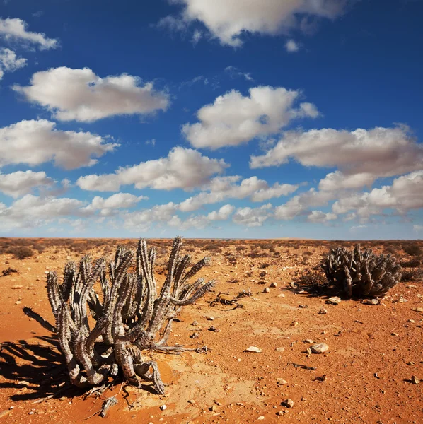 Deserto — Foto Stock