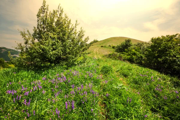 Mountain meadow — Stock Photo, Image