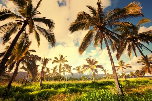 Palm Plantation — Stockfoto