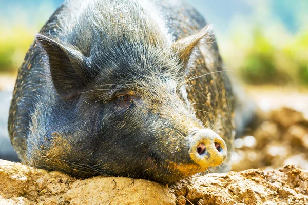 Vietnamesisches Schwein — Stockfoto