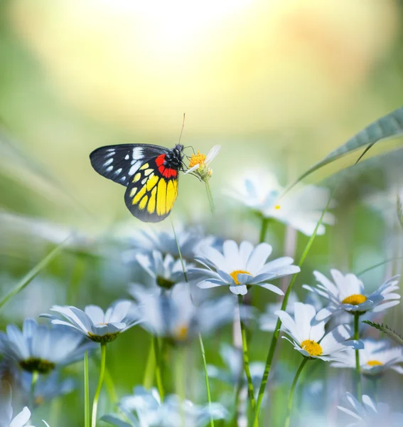 Mariposa. — Foto de Stock