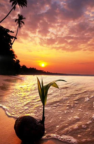 Playa tropical — Foto de Stock