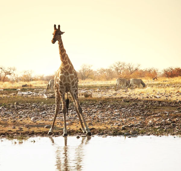 Girafa — Fotografia de Stock