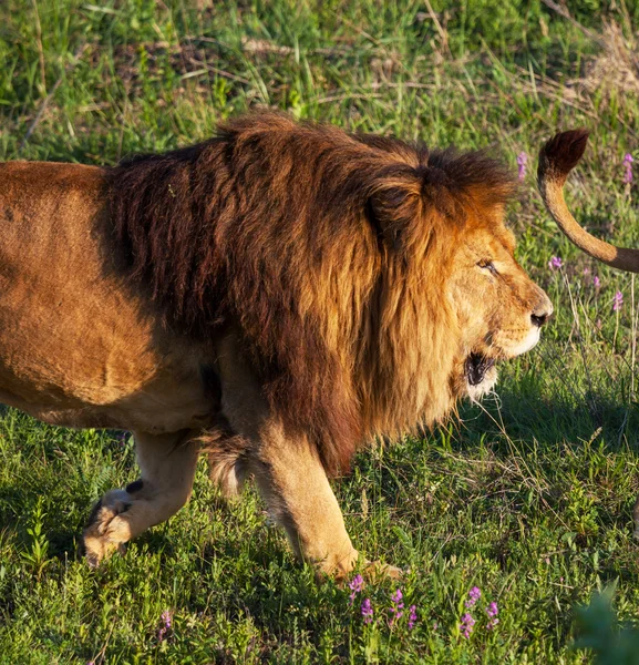 Löwen in der Natur — Stockfoto