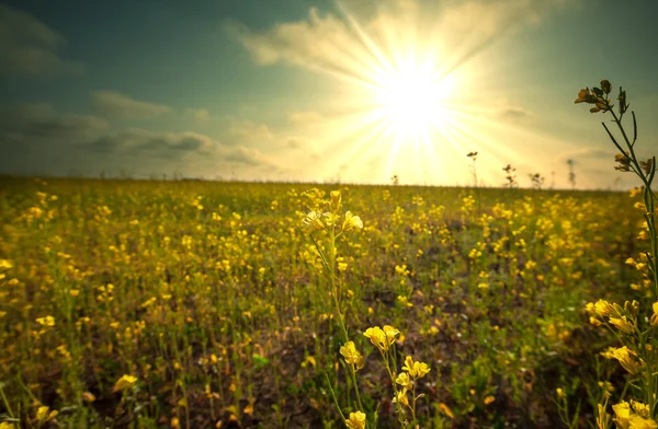 Sun-drenched field — Stock Photo, Image