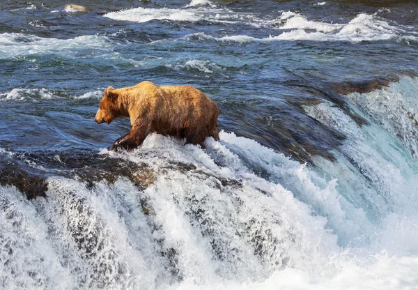 Orso in Alaska — Foto Stock