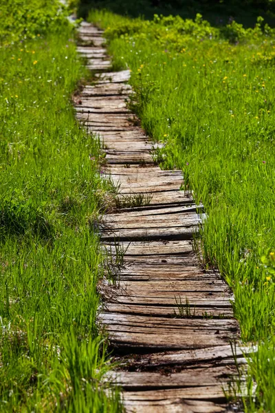 Boardwalk в лісі — стокове фото