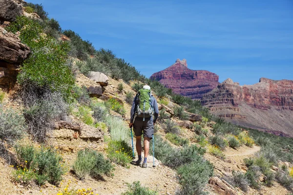 Caminhada no Grand Canyon — Fotografia de Stock