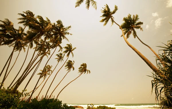 Trópusi strand — Stock Fotó