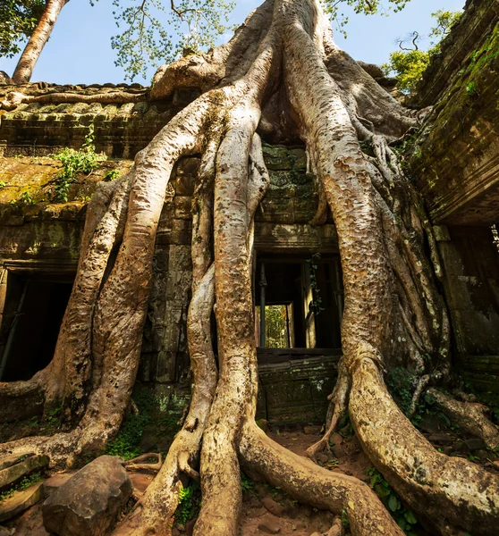 Ангкор — стоковое фото