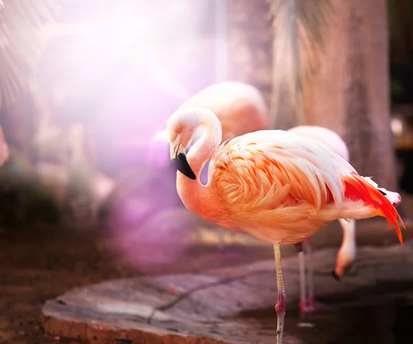 Flamingo — Stockfoto