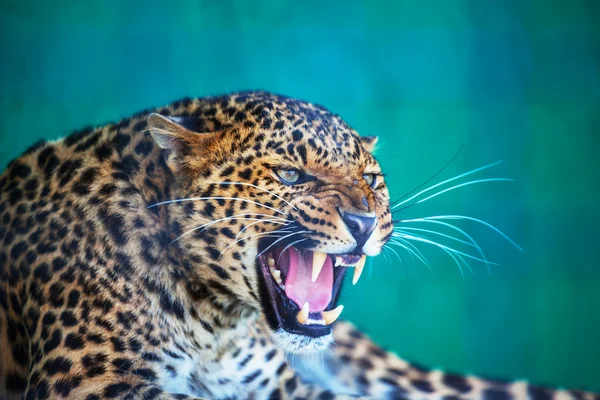 Leopard — Stockfoto