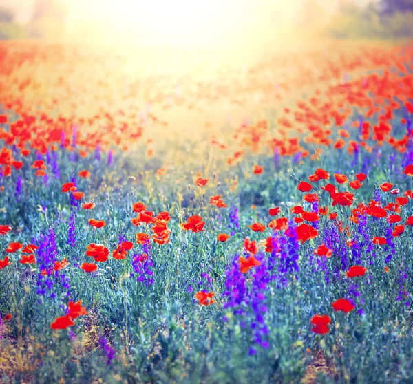 Poppy field — Stock Photo, Image