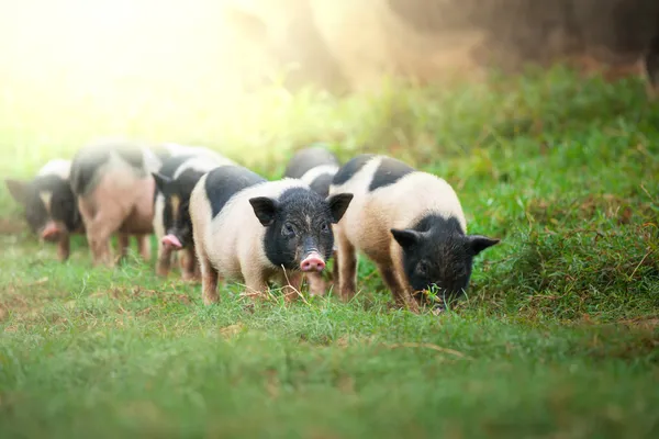 Vietnamees varken — Stockfoto