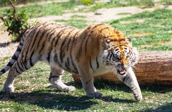 Tijger — Stockfoto