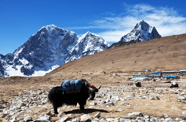 ネパールをヤクします。 — ストック写真