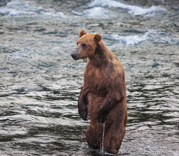 Urso no Alasca — Fotografia de Stock