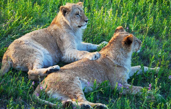 Löwe — Stockfoto