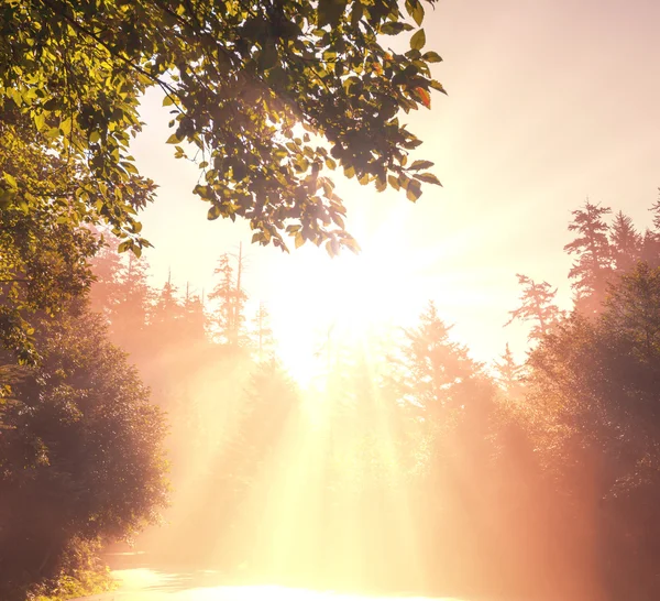 Zonnige bos — Stockfoto