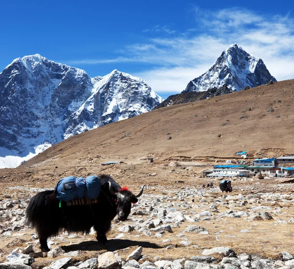 Yak in Nepal — Stock Photo, Image