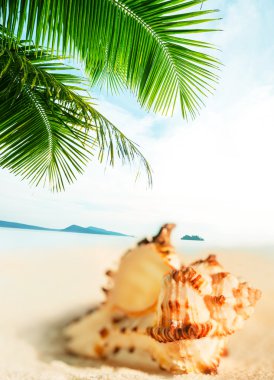 tropikal deniz hayvanı kabuğu