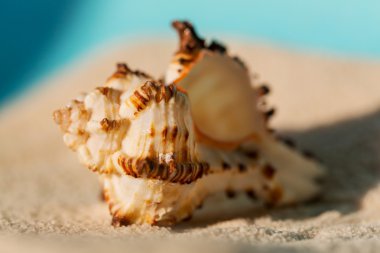 tropikal deniz hayvanı kabuğu