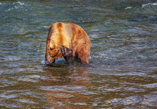 Beruang di Alaska — Stok Foto