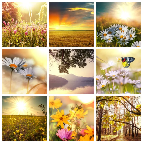 Blommor collage — Stockfoto