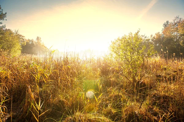 草原の霧 — ストック写真