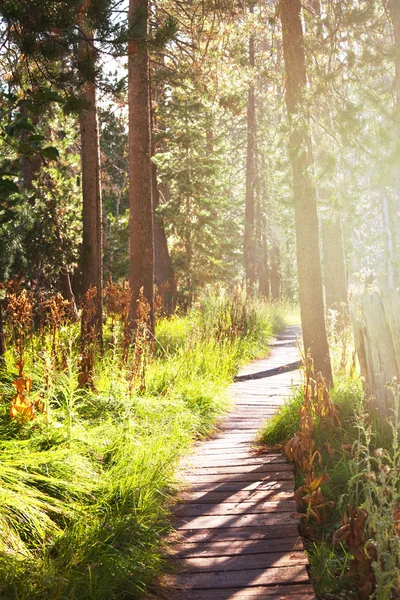 Bosque — Foto de Stock