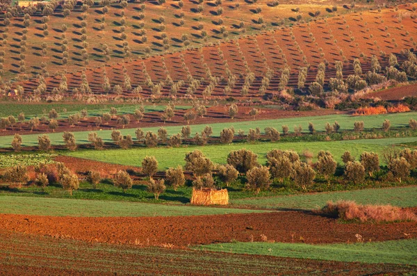 Fields in Morocco — Stock Photo, Image