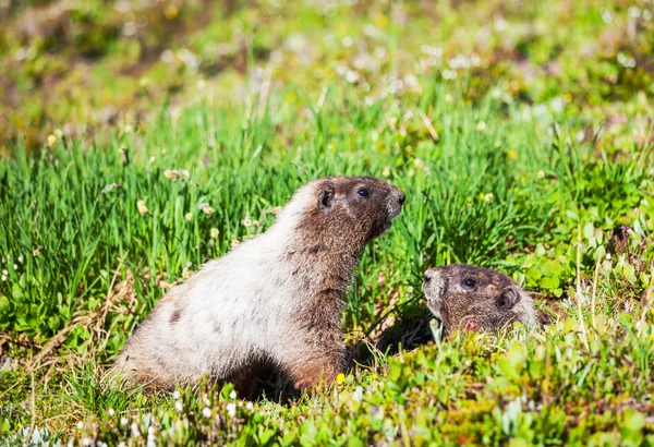 Marmota — Foto de Stock