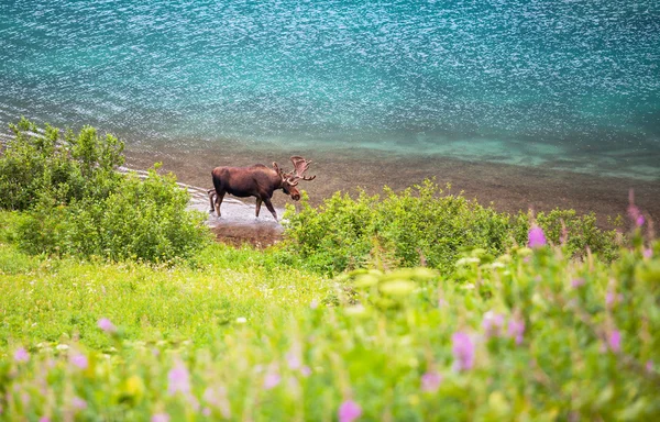 Wild Moose — Stockfoto