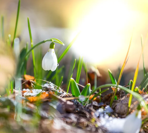 Gotas de neve — Fotografia de Stock