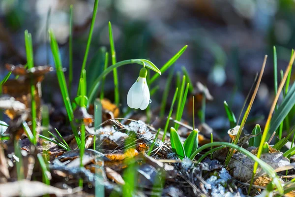 Snödroppar — Stockfoto