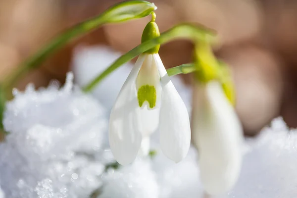 Snowdrops — Stock Photo, Image