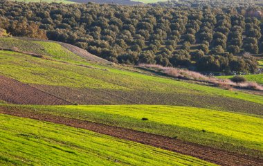 Fields in Morocco clipart