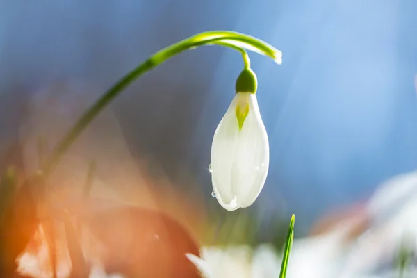 Snowdrops — Stock Photo, Image