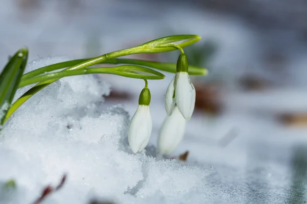 Snowdrops — Stock Photo, Image