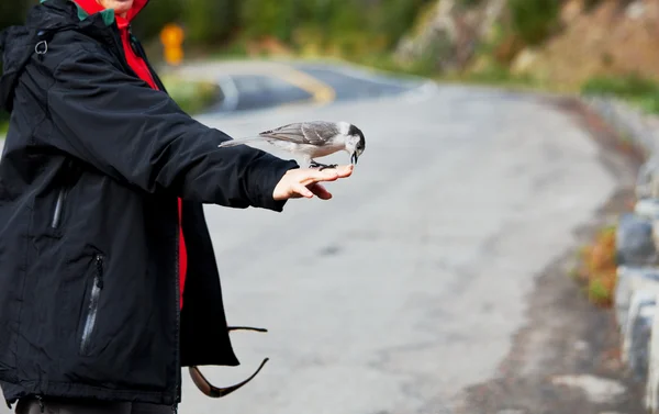 手の中の鳥 — ストック写真