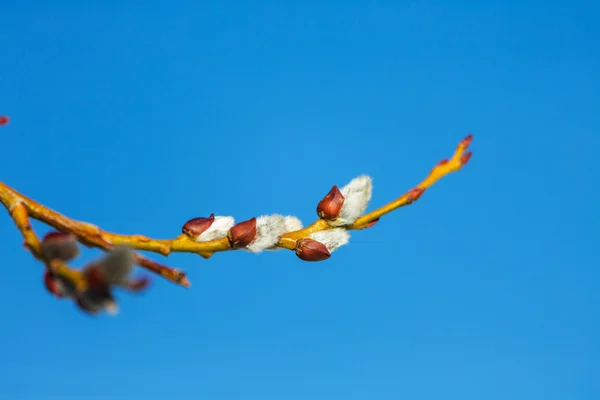 Pussy-willow — Stock Photo, Image