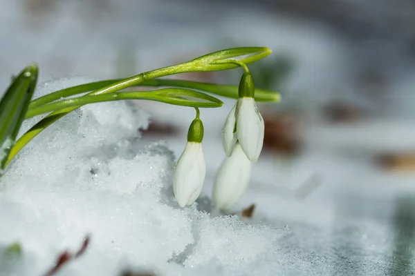 Gotas de nieve —  Fotos de Stock