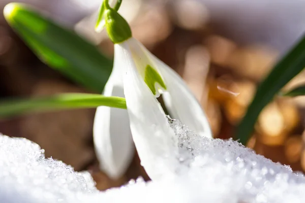 Snowdrops — Stock Photo, Image