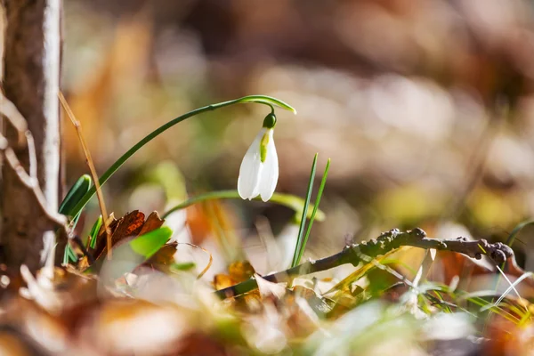 Schneeglöckchen — Stockfoto